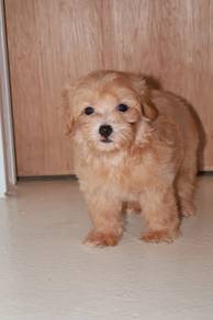 J0838 Maltipoo Playful Little Puppy