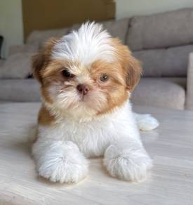 SHIH TZU PUPPIES A319 🌻 Small Dog Fluffy