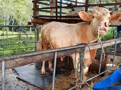 lembu charole