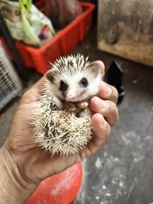 landak mini / hedgehog