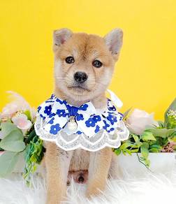 Shiba