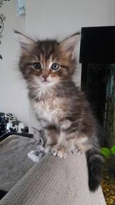Persian Mix Mainecoone Kitten