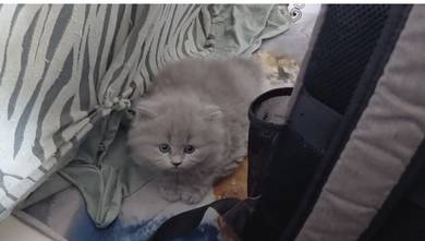 British longhair kitten for sell