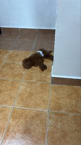 poodle (male)