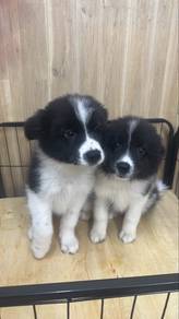 Border Collie Male n Female Puppies M1&F1