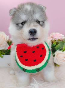 Husky