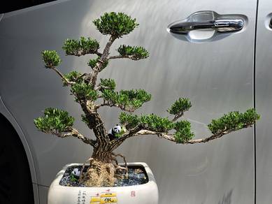 Bonsai boxwood huang  yang