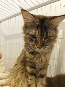 1 Year Old Female Maine Coon Cat – Brown