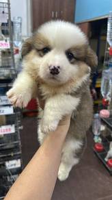 柯基男 长毛
Corgi 
Male
