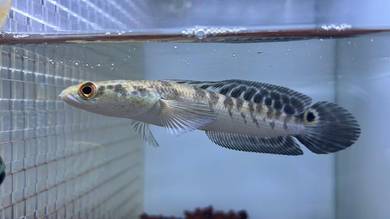 Ikan Channa Maru Fish-Yellow Sentarum (YS3)