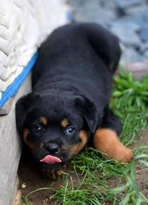 Rottweiler puppy8
