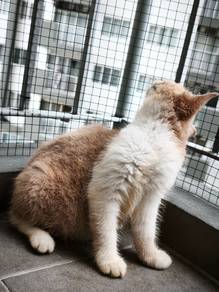Kitten - Female