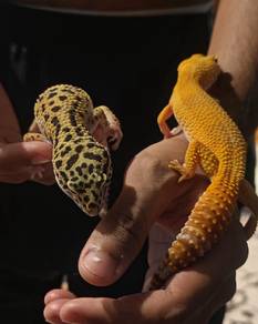 Gecko Sepasang @ Pair Sudah bertelur
