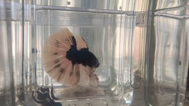 Betta
