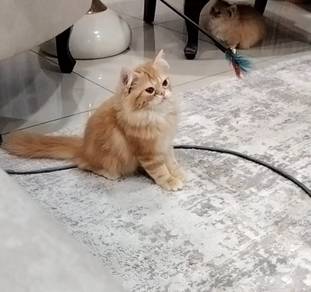 baka munchkin jantan