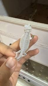 Bearded Dragon 