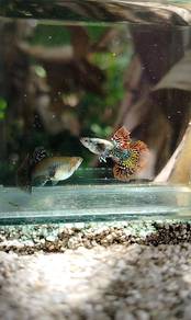 ikan guppy red dragon 