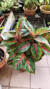 pokok aglaonema hidup