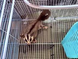 sugar gliders