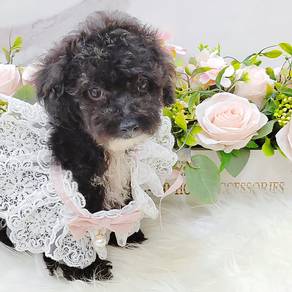 Poodle