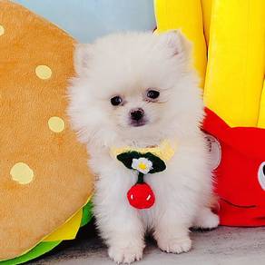 Pomeranian