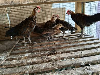 Ayam hutan