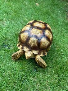 Sulcata