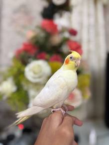 burung cockatiel lutino jinak bird parrot