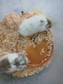 hamster chambell