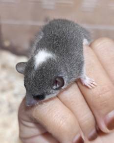 tupai mini or dormouse