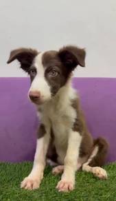 Border collie male offer