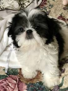 G4064 Silky ShihTzu Short Nose Round Face Less She