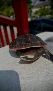 Turtle