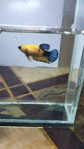 ikan laga betta 