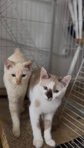 two male Siamese mix cat for adoption