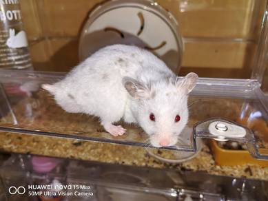 Hamster Syirian Dominant spot male