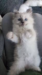 Siamese Mix Persian Ragdoll Kitten