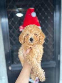 Cavapoo1