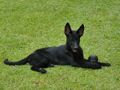 GSD top quality working line puppies
