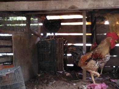 ayam gajah jantan,ayam kampung betina