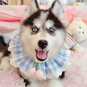 Husky