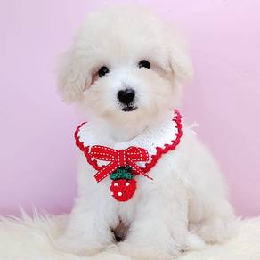 Maltipoo