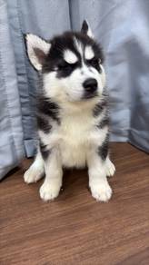 husky