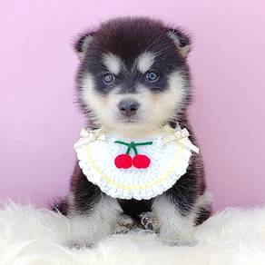 Pomsky