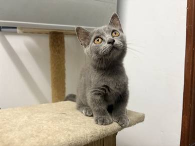 BSH Munchkin