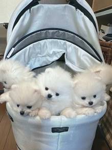 Pomeranian