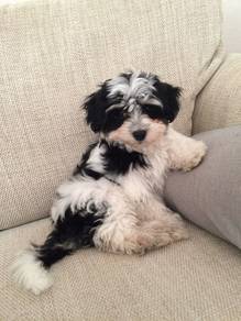 Snugglebug Shihpoo Round Eyes Puppy Puppy