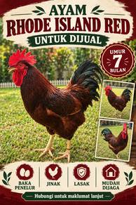 Ayam RIR LS, Rhode Island Red, Light Sussex