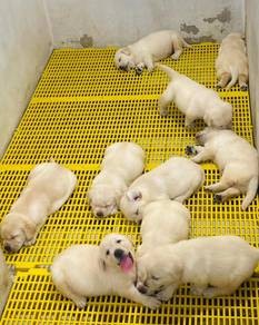 labrador +1