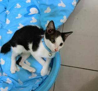 Pretty Girl Adoption Ipoh